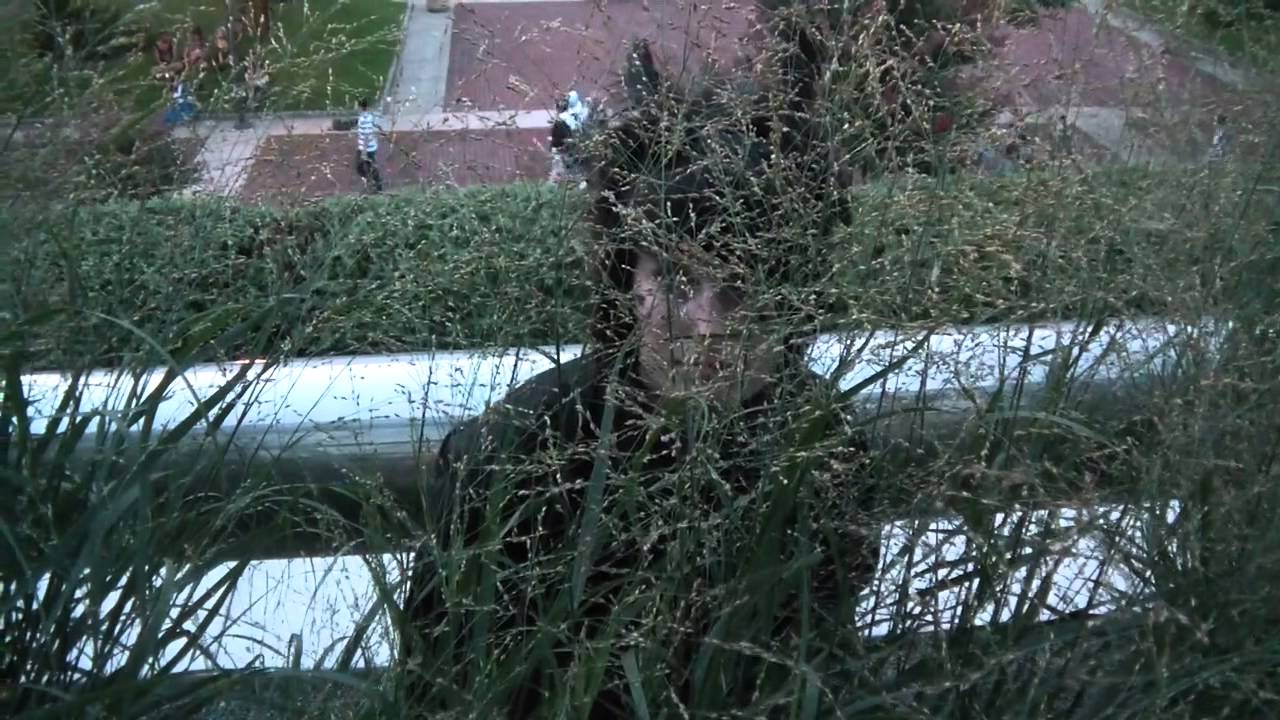 Fridays With Frost Ep. 17: Toothless