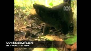Luwak Cafe Video