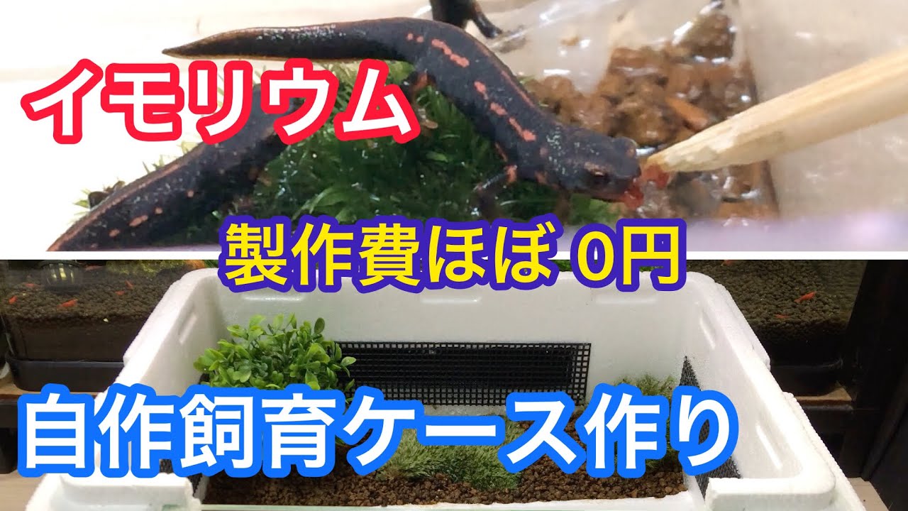 イモリ自作 飼育ケース】製作費ほぼ0円 - YouTube