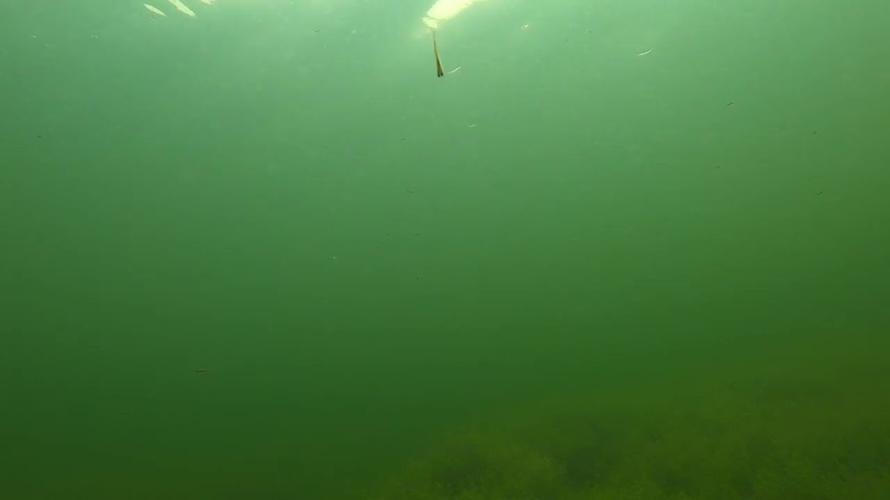 Walleye Ponds July 20 2022 Part 3 YouTube