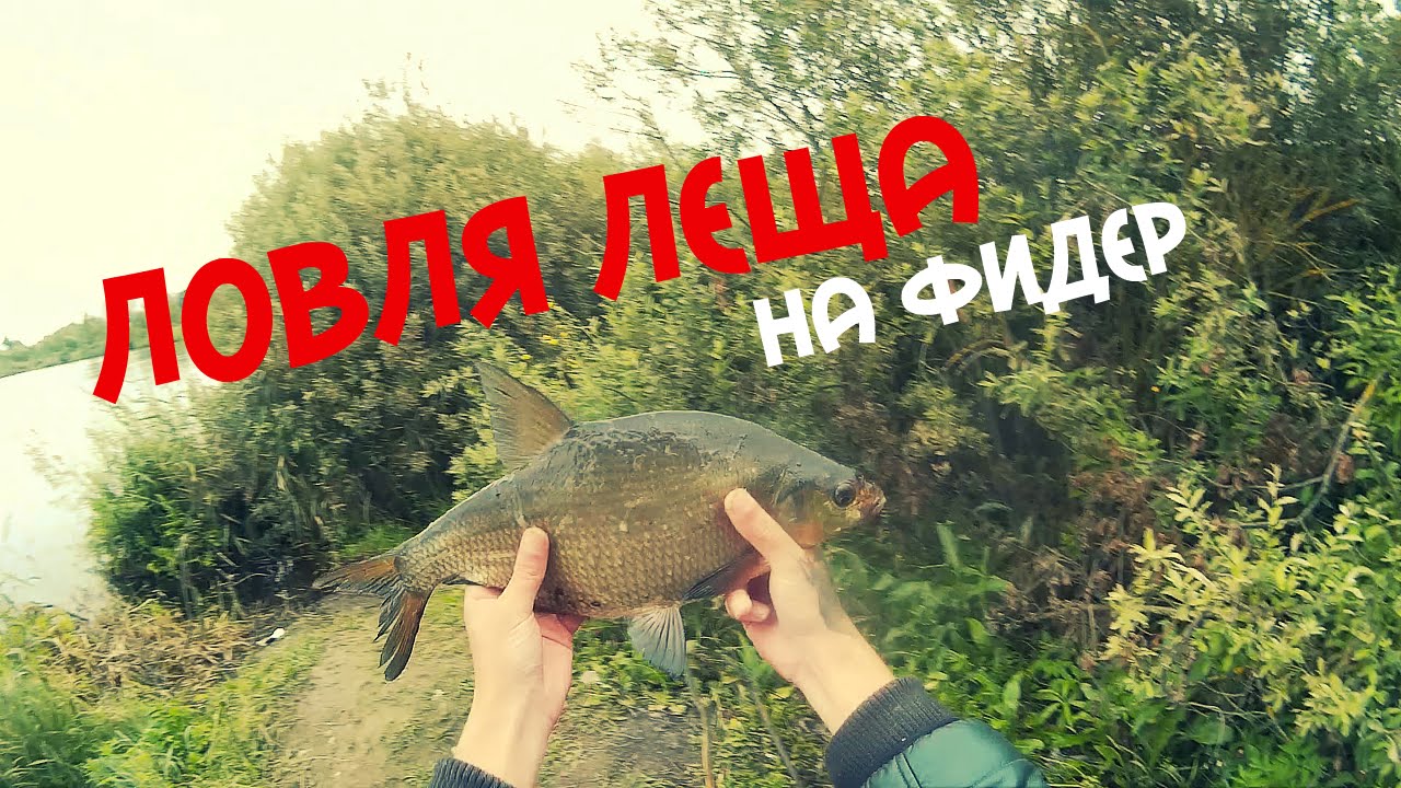 Ловля леща на оке