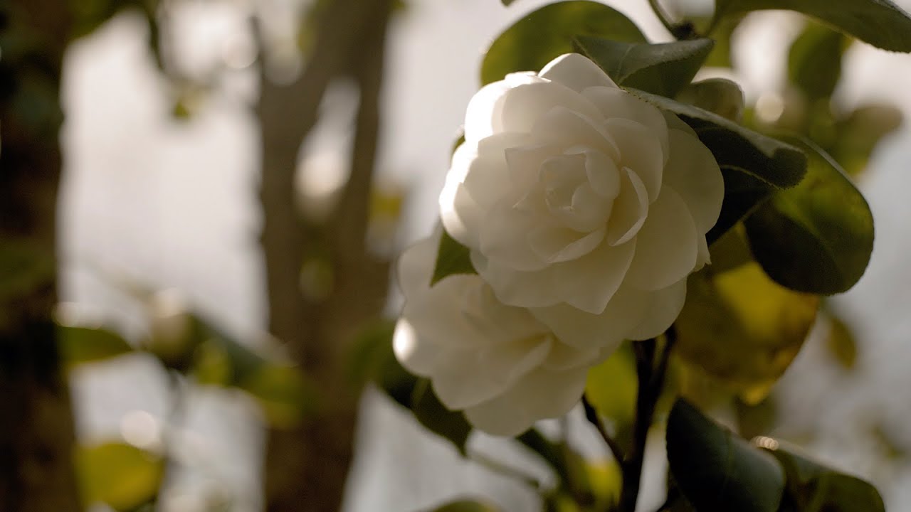 BEYOND THE JAR Episode 2 - Camellia Alba, Key Ingredient of the