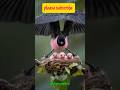 Amazing Bird with Long Tail 😍 | Rare Bird Shorts #birds #facts #birdlife #cutebirds #rarebird