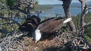 Shadow and Jackie bring two twigs and aerates nest FOBBV CAM
