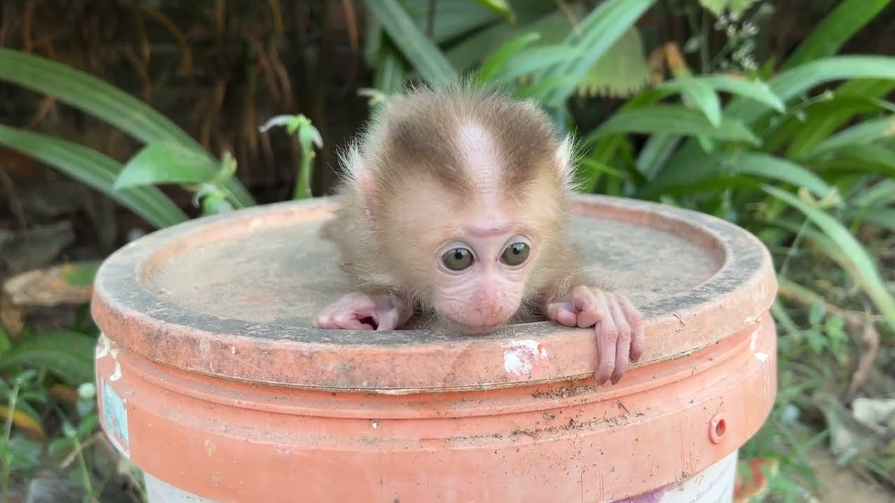 Relaxing With GenZ Monkey at Outside ...................(❁´◡`❁)