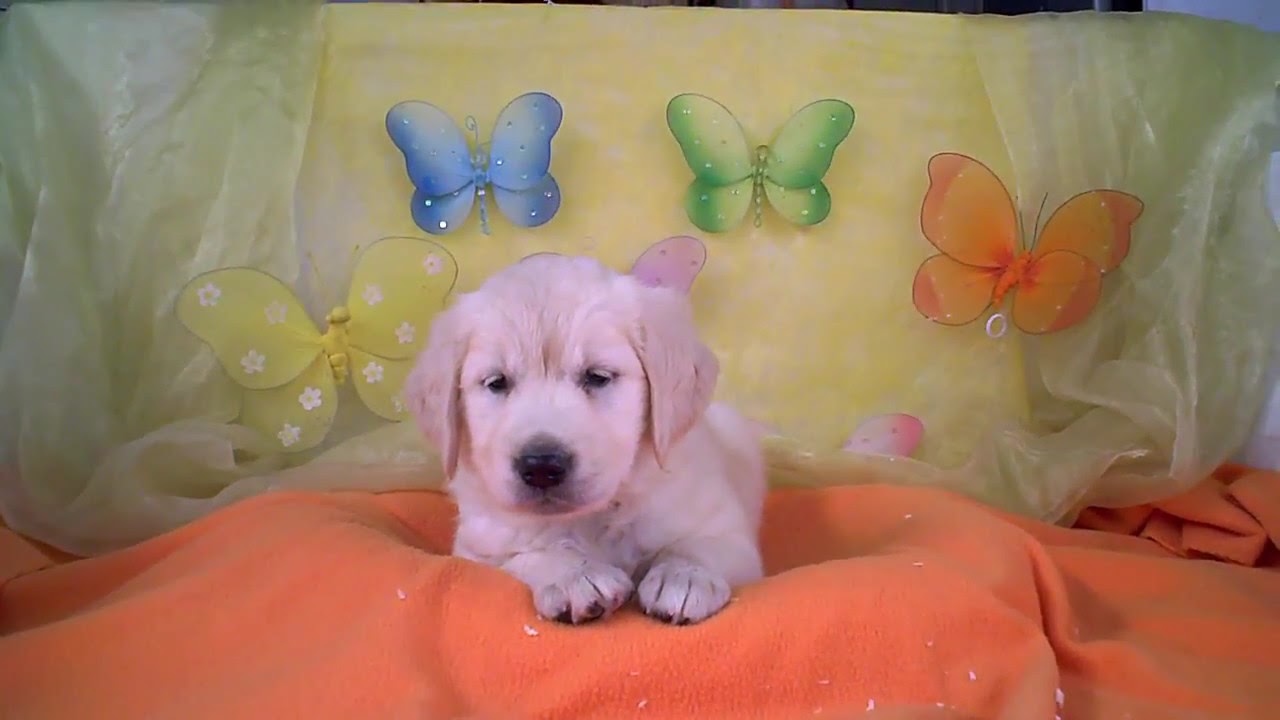 Golden Retriever pups te koop YouTube
