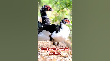 Ducks with special feathers #animals #nature #duck #shortvideo