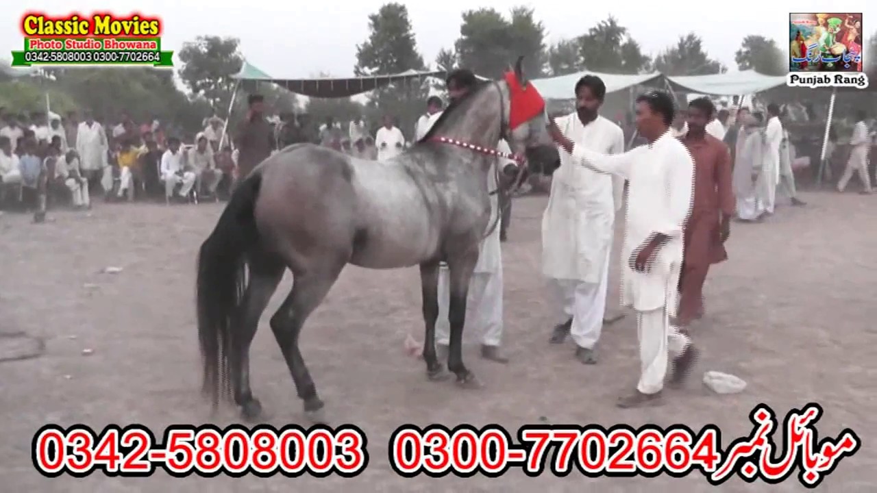 61 Horse Name Hitlar /Best Horse Dance Punjab Jhang / Urs o Mala Hazrat Sultan Pakhra  2018 /Jhang
