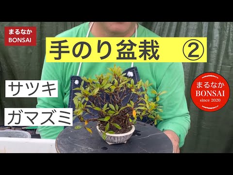 大切な方への贈り物に。パキプスミニサイズ。ramat作家鉢　良型　極太 295 ②手のり盆栽、サツキ、ガマズミなど。 ‪@bonsai1007‬ 【ミニ盆栽