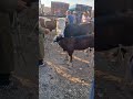قسنطينة سوق الخروب بقرة بعجل تعها سامو 51 مليون الشعب الصيني ماله حل