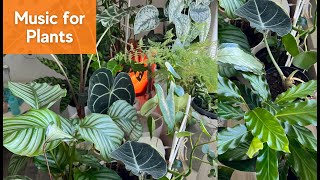 Music for Plants Stimulate Growth and Boost Health of your Houseplants