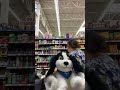 Wash my belly Walmart dog