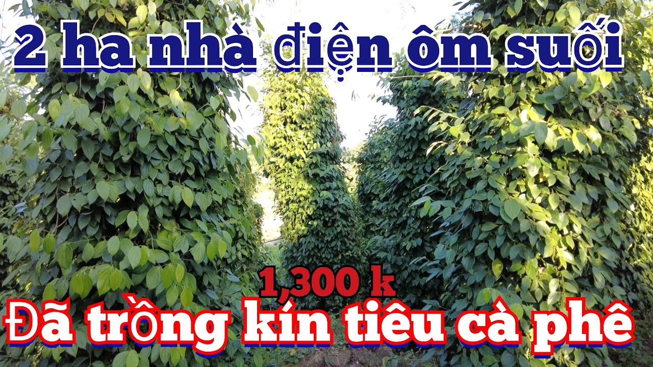 2 hecta ôm suối nhà điện đủ, đã trồng kín tiêu và cà phê trên đất , khu dân cư cách đường nhựa 150m