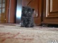 The cutest cat of the world 