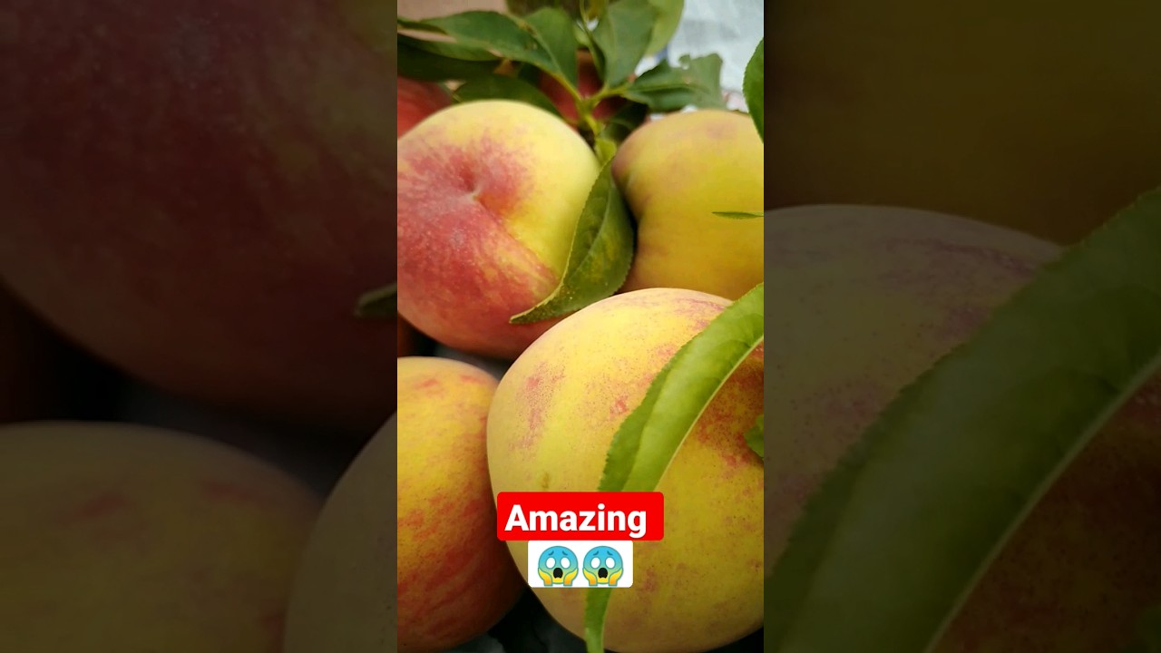 Peach 🍑 Garden | Swat Famous Peach 🍑peach Garden 