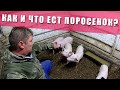 КАК И ЧТО ЕСТ ПОРОСЕНОК | ПРО КАШУ ДЛЯ ПОРОСЯТ | БУНКЕРНАЯ КОРМУШКА НЕ РАБОТАЕТ | МИША ХУЛИГАНИТ