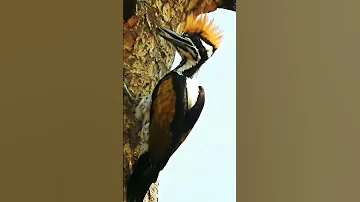 Woodpecker Sound 