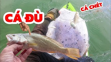 Biển Êm Sóng, Kéo Lưới Dính Đủ Loại Cá – Vui Không Tả Nổi! 🐟