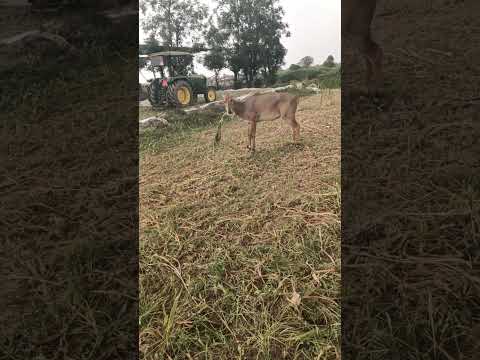 Animal Lover  #sillage #agriculture #sukhjiwangrewal #2026viralvideo