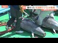 シーズンは6月なのに…佐渡産マグロがいま豊漁！脂がのって、春らしい香りも…関東で安く食べることはできるの？？｜TBS NEWS DIG