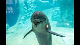 Episode 10: How to Train a Dolphin