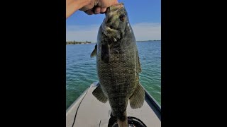 Chaumont Bay BIG Smallies