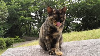 公園のサビ猫ちゃんがこっちを見ていた