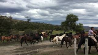 Group of horses take over the trail at Torres del Paine