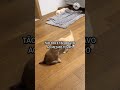 cães e gatos engraçados.Momentos ilários.Fofos e engraçados.#pets #funny #animals #humour #cat #cute