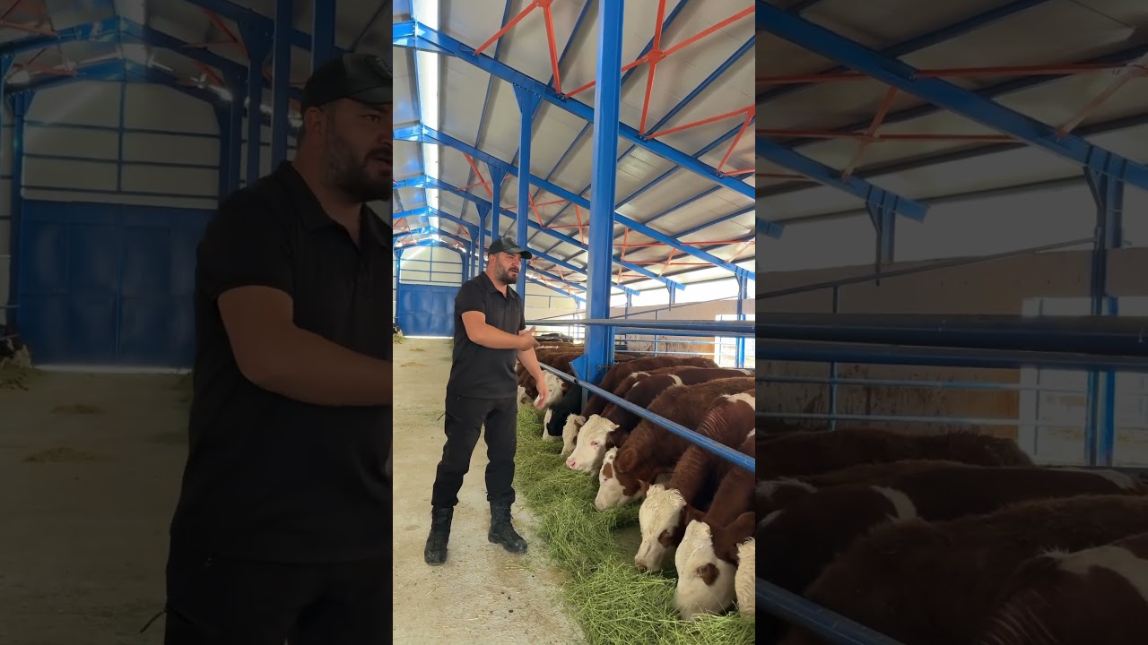BESİ DANASI SATIŞI