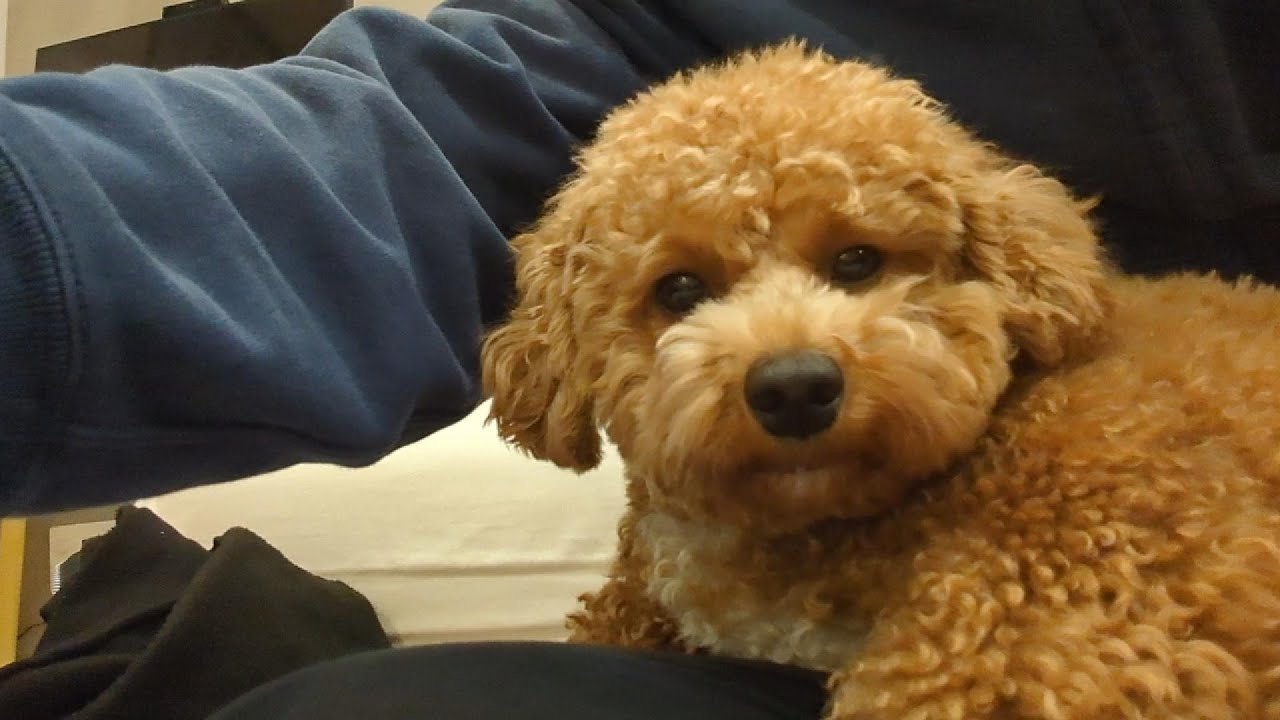 要求　Chacha is demanding