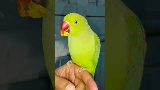 ए Mummy Ek Gilas Pani De Do 🤣😅😂#funny#parrot#funnyshorts#youtube#trending#shortvideo#viralshorts#new