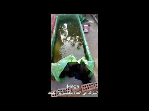 تربيه البلطي الاحمر فوق سطح المنزل Youtube