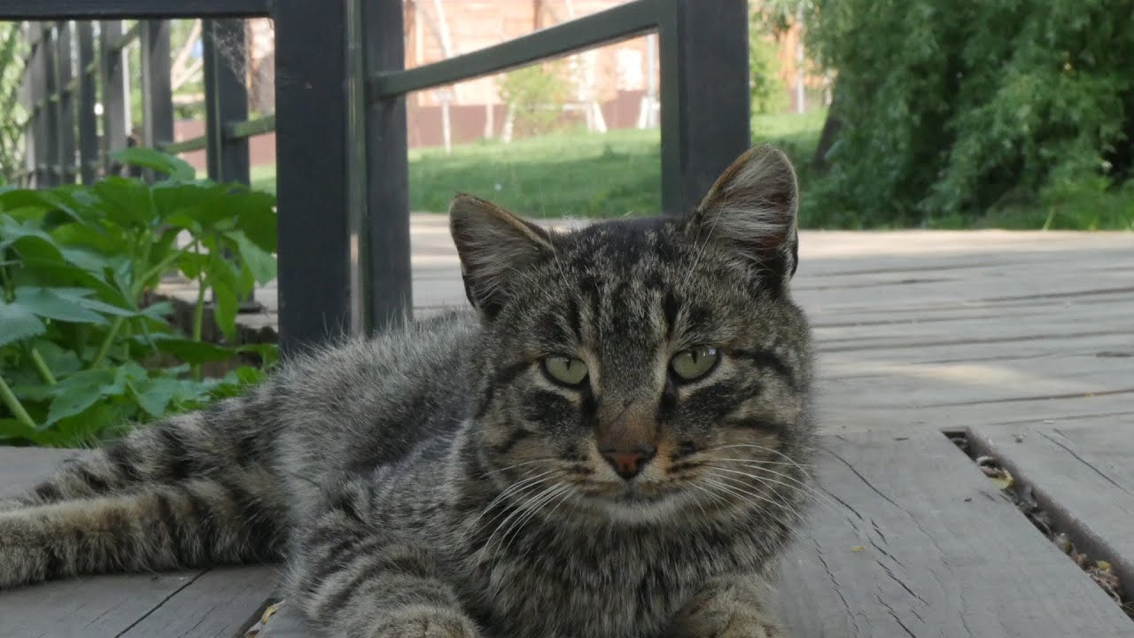 (Glichery Sea Of Problems) Panasonic lumix gh4 test YouTube