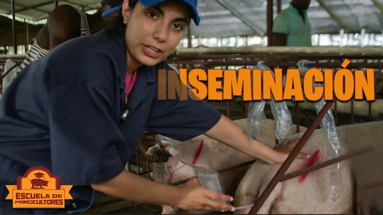 APRENDE A INSEMINAR cerdos En 6 minutos