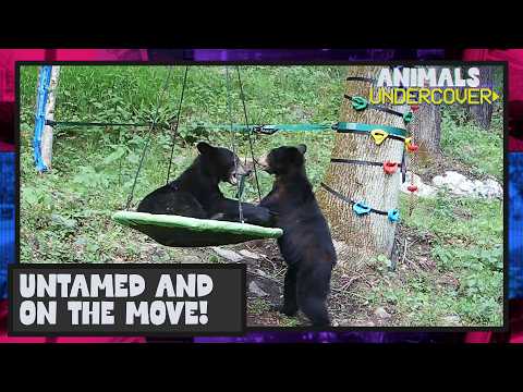 Untamed And On The Move | Animals Undercover
