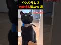 ネコパンチしてとぼける猫ｗ５選#cat #面白集 #ねこ #笑ったら負け