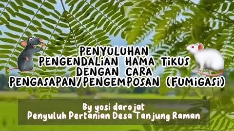 Pengendalian Hama Tikus Secara Terpadu Dengan Cara Pengasapan/Pengemposan (FUMIGASI) BPP Ujan Mas