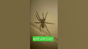 القرآن الكريم #ماهر_المعيقلي #اكسبلور #التغطيه #يارب #تيك_توك #المراه #دويتو #الوكره #اعتني #duet
