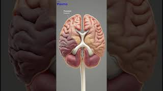 Basal ganglia- Part I   #basalganglia #cortex #striatum #ukmle #usmle #brain  #neetpgpreparation