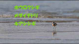 ホウロクシギ ・メダイチドリ・ キアシシギ