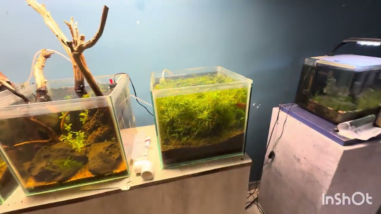 Acuario amazónico 300 litros