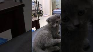 Stretch with Misty | Cute cat video #cat #catvideos #scottishfold #funnycats #cutecat #shorts
