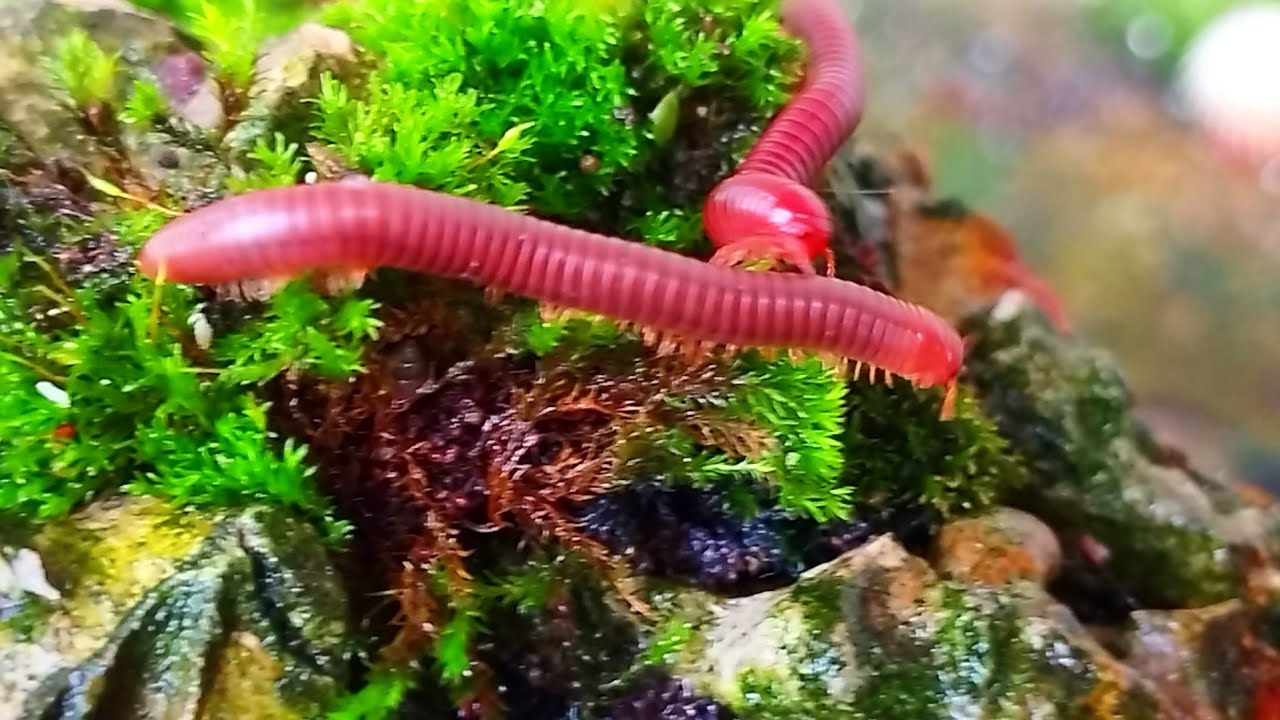 Swarm! A Rare Look at a Millipede Colony