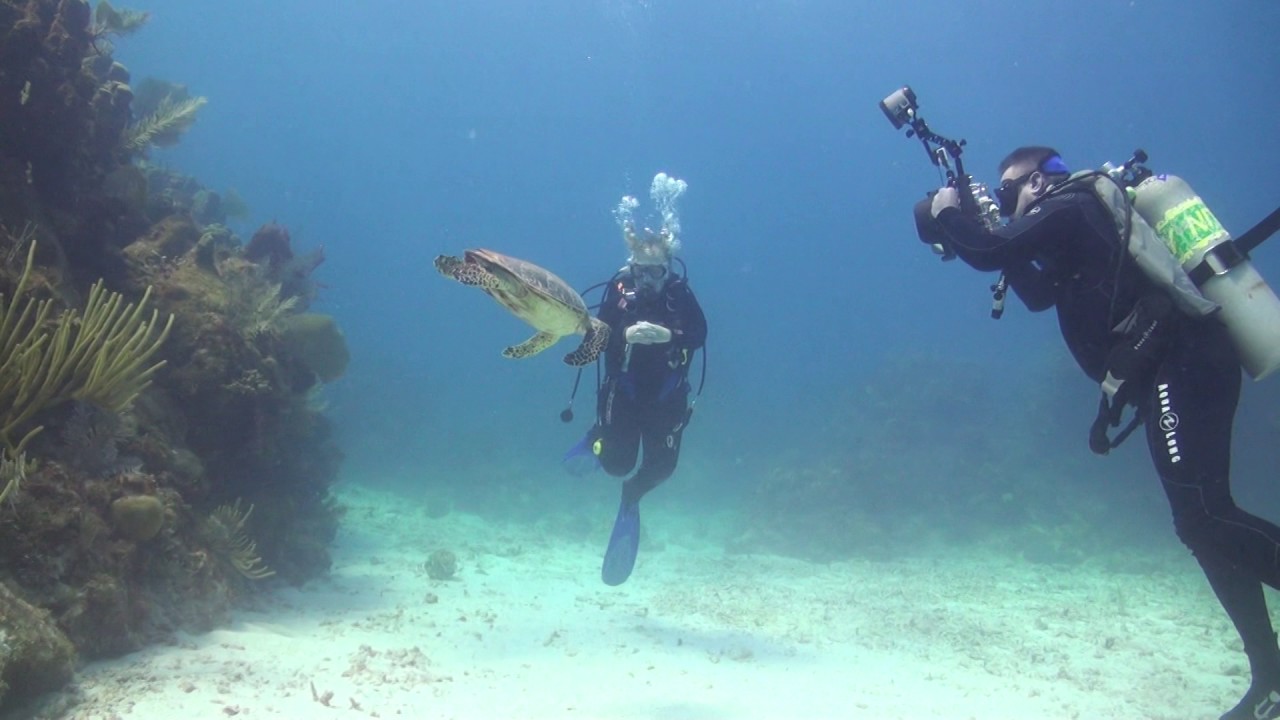 Little Cayman Beach Resort Dive Trip 2016 YouTube