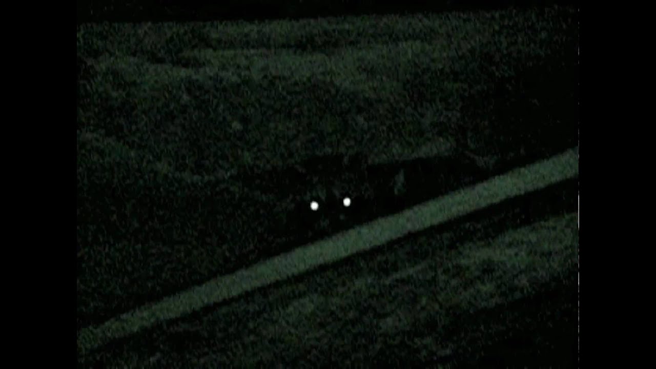 Barnyard Raccoon Barn Raccoons - YouTube