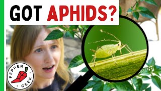 Managing Aphids In The Garden  Pepper Geek