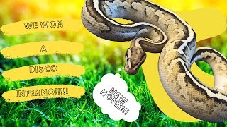Free Ball Python Unboxing!!!!! Disco Inferno!
