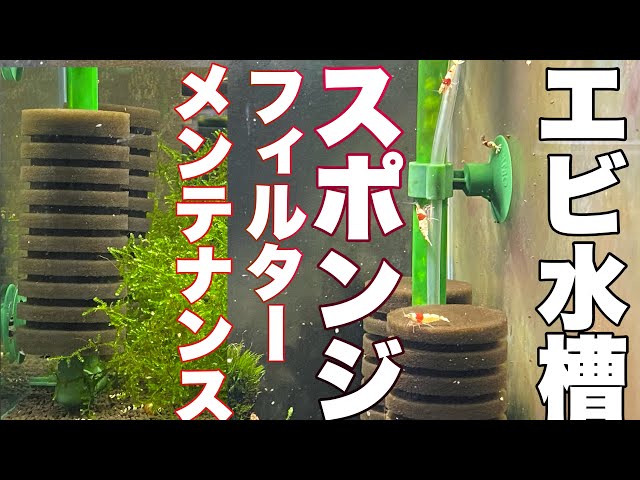 ビーシュリンプ水槽 スポンジフィルター僕がやってるメンテナンス 