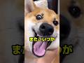 柴犬ボブ 大都会≠大放出 #柴犬ロック